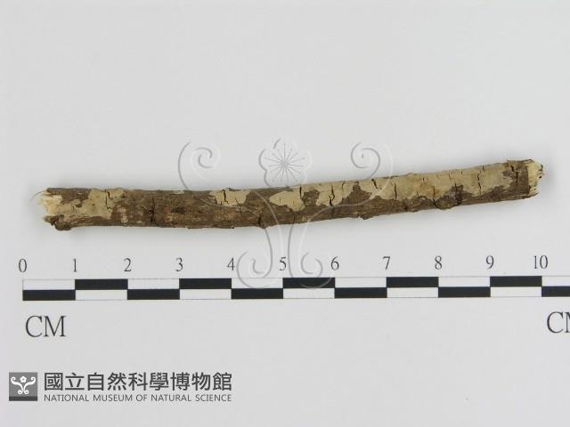 刺皮菌屬藏品圖，第1張