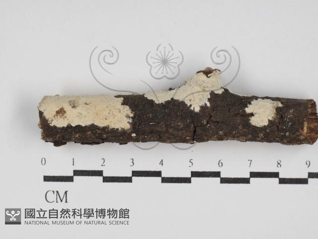 登錄號:F0030086藏品圖，第1張
