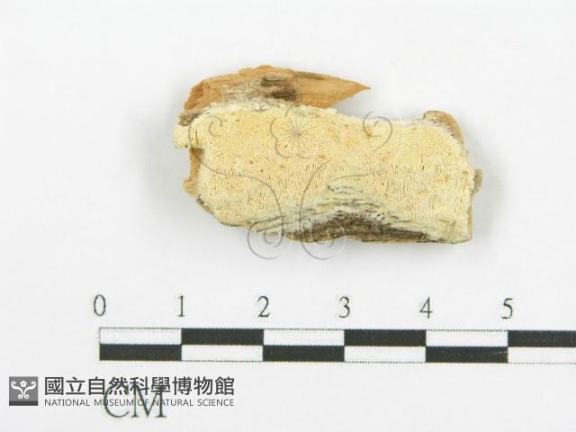 登錄號:F0006086藏品圖，第1張