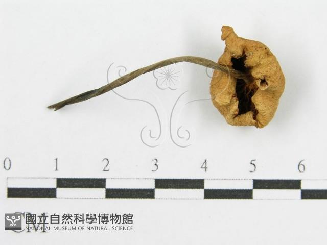 登錄號:F0016086藏品圖，第1張