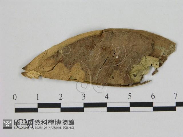 登錄號:F0011086藏品圖，第1張