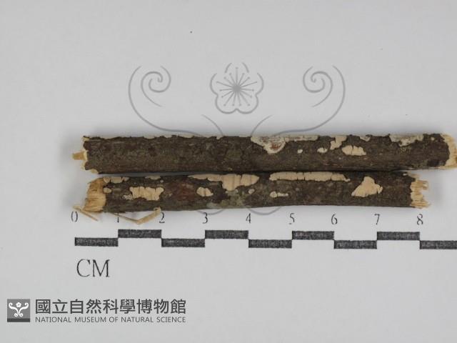 盤革菌屬藏品圖，第1張