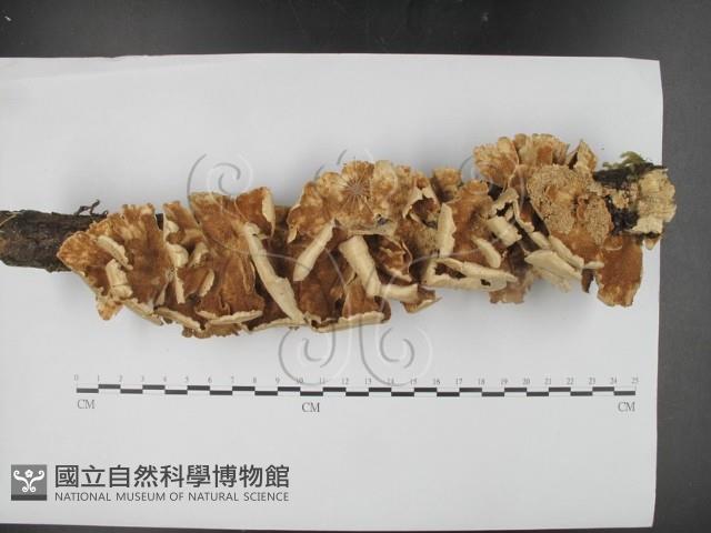 登錄號:F0024086藏品圖，第1張