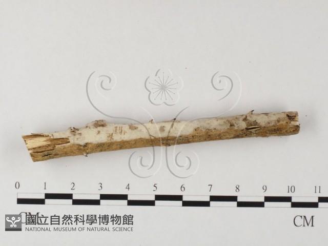 登錄號:F0004086藏品圖，第1張