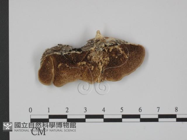 登錄號:F0014086藏品圖，第1張