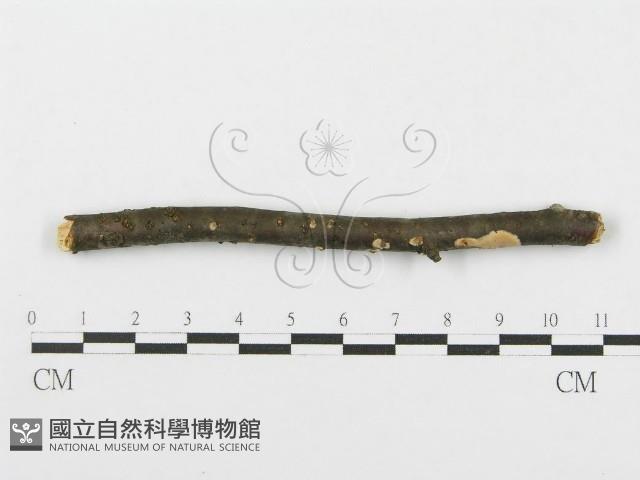 登錄號:F0012086藏品圖，第1張