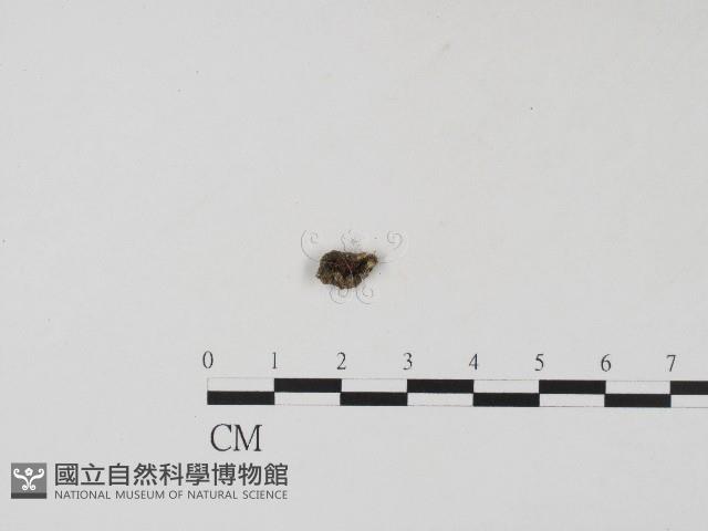 登錄號:F0017086藏品圖，第1張