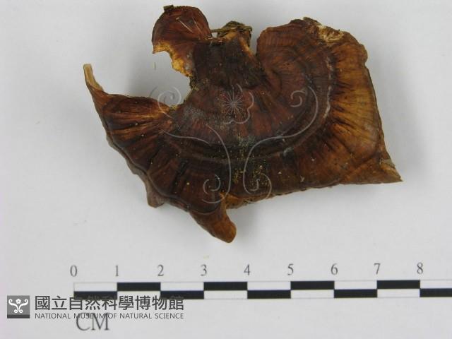 登錄號:F0005086藏品圖，第1張