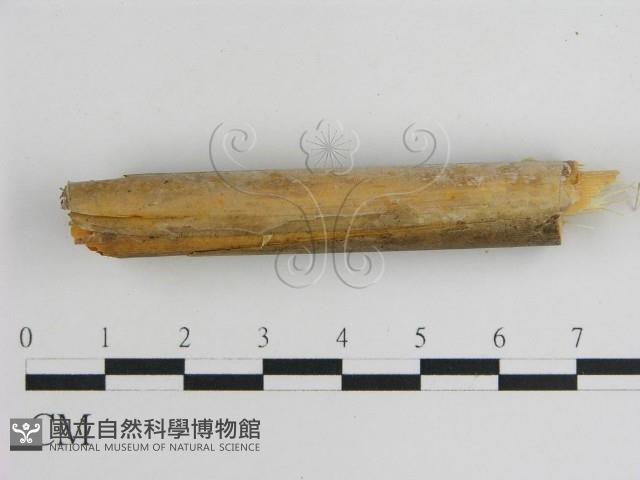 登錄號:F0009086藏品圖，第1張