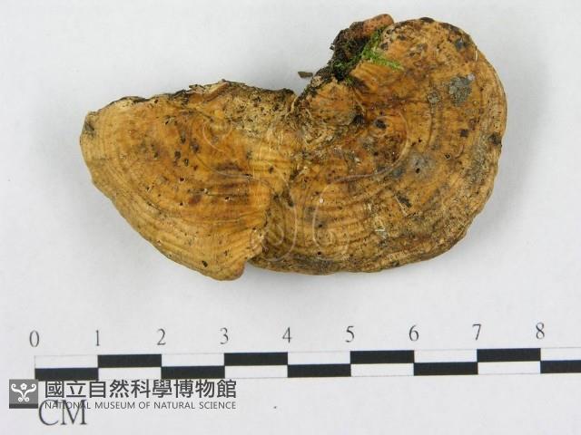 登錄號:F0019086藏品圖，第1張