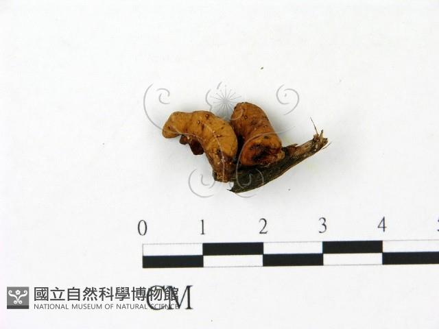 登錄號:F0023086藏品圖，第1張