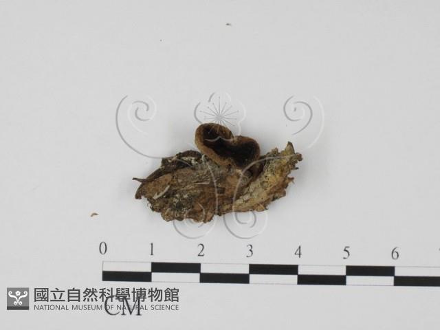 登錄號:F0003086藏品圖，第1張