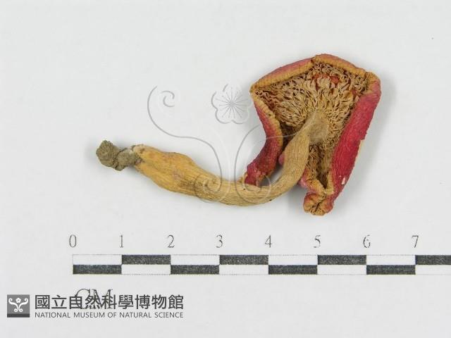 登錄號:F0013086藏品圖，第1張