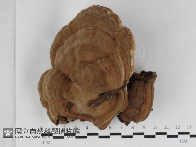 登錄號:F0033086藏品圖，第1張