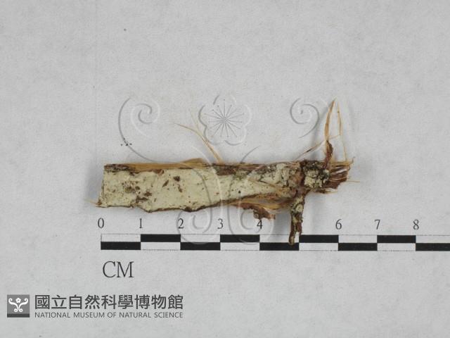 登錄號:F0028386藏品圖，第1張