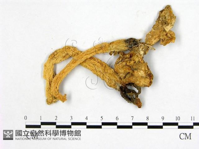 登錄號:F0020386藏品圖，第1張