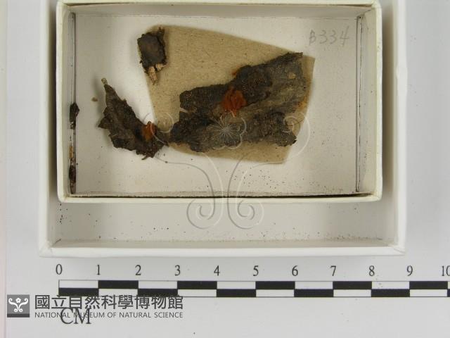 登錄號:F0021386藏品圖，第1張