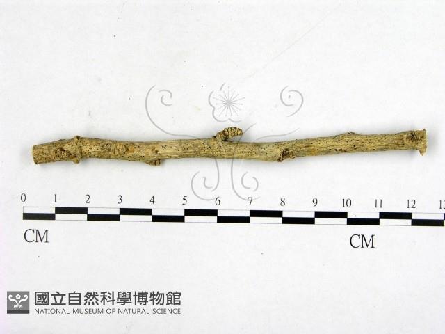 登錄號:F0011386藏品圖，第1張