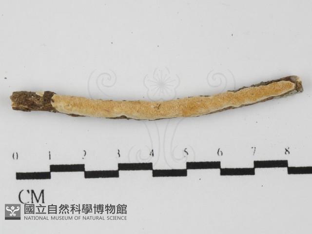 登錄號:F0031386藏品圖，第1張