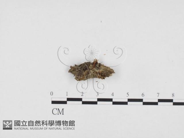 登錄號:F0024386藏品圖，第1張
