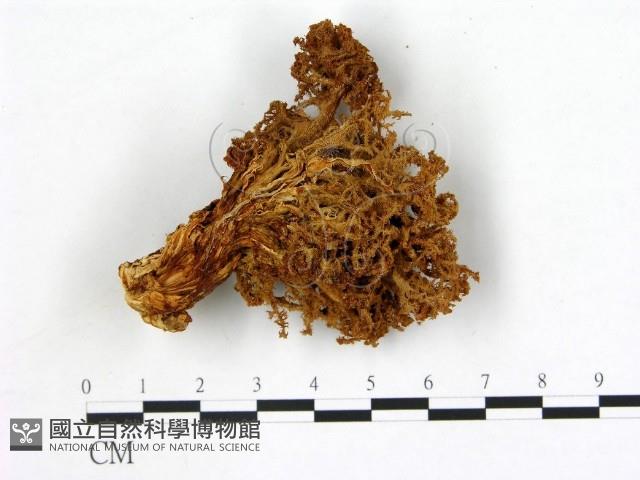 登錄號:F0004386藏品圖，第1張