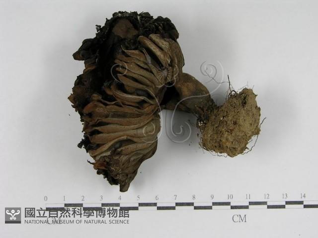 登錄號:F0014386藏品圖，第1張