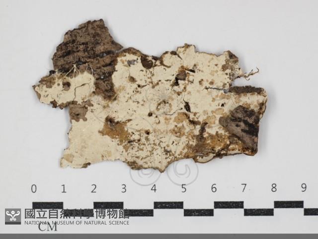 登錄號:F0034386藏品圖，第1張