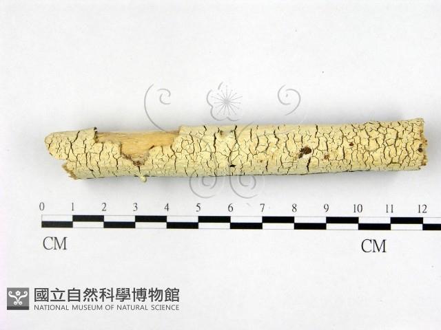 登錄號:F0022386藏品圖，第1張