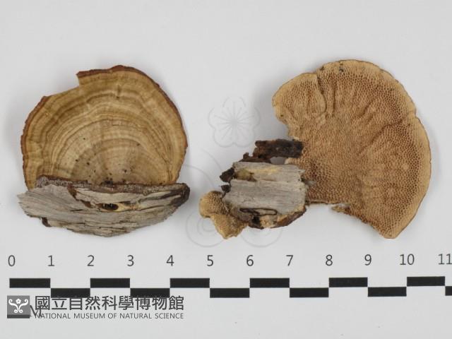 蜂窩菌屬藏品圖，第1張