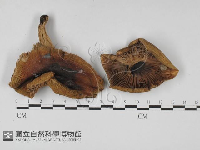 登錄號:F0027386藏品圖，第1張