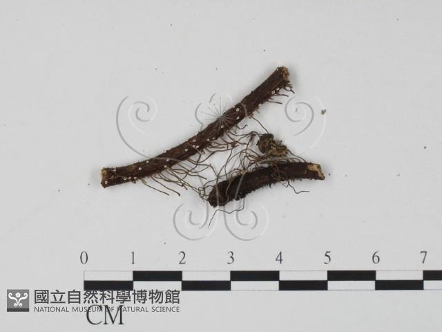 登錄號:F0005386藏品圖，第1張