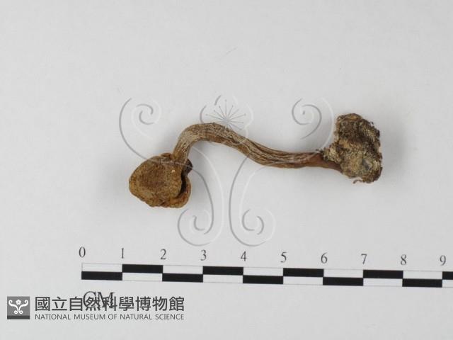 登錄號:F0019386藏品圖，第1張