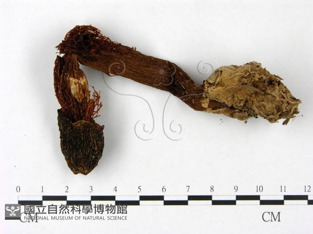 登錄號:F0023386藏品圖，第1張