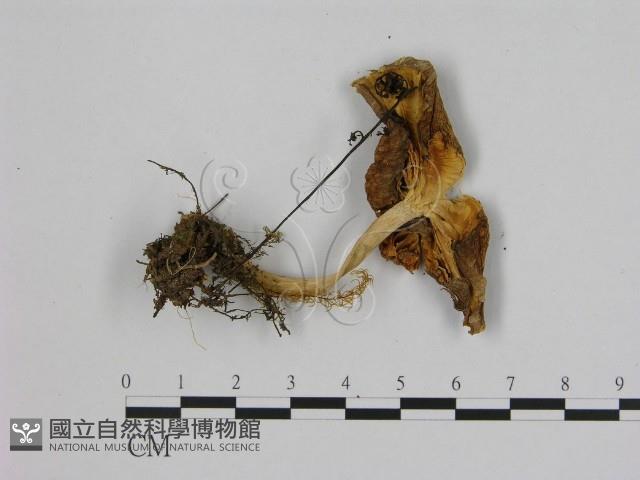 登錄號:F0003386藏品圖，第1張