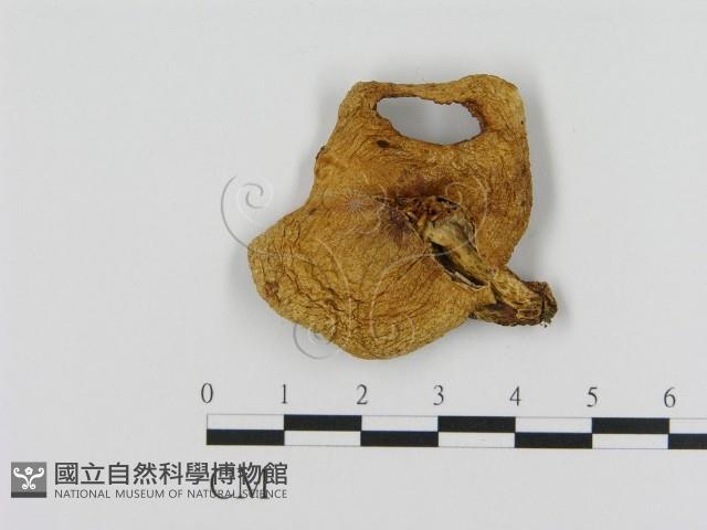 乳菇屬藏品圖，第1張
