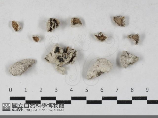 裂褶菌藏品圖，第1張