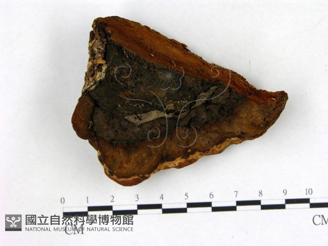 登錄號:F0008036藏品圖，第1張