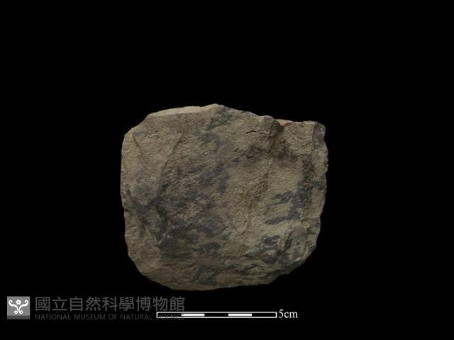 Accession Number:NH-2014-021 Collection Image, Figure 2, Total 2 Figures