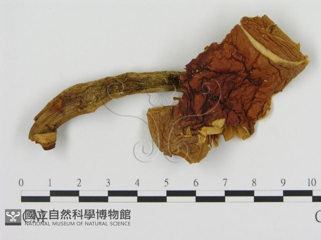 登錄號:F0008221藏品圖，第1張