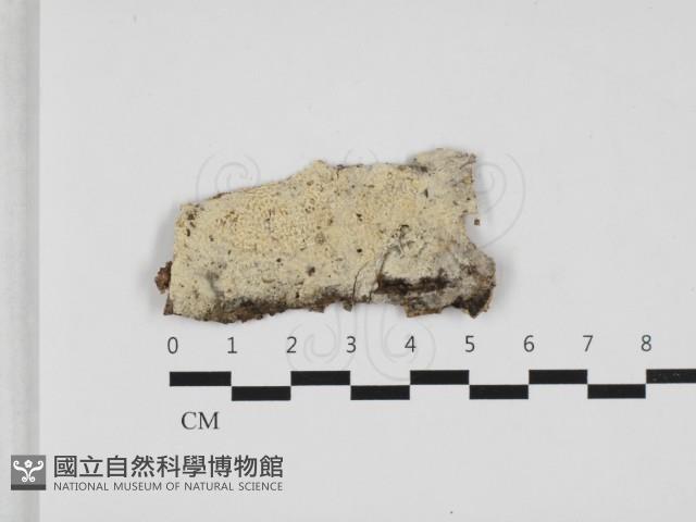 木齒菌屬藏品圖，第1張