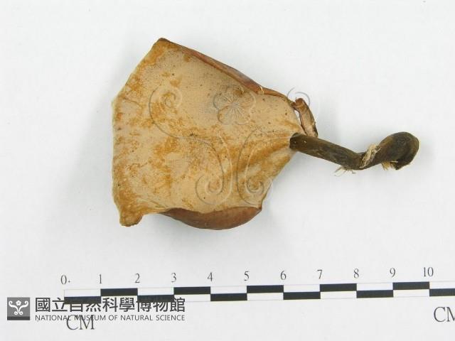 登錄號:F0008121藏品圖，第1張