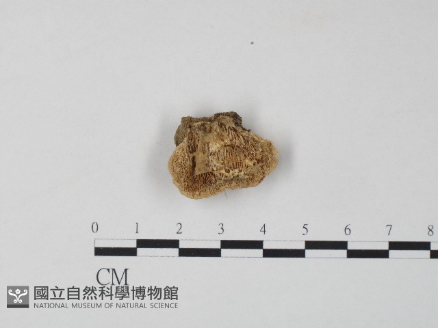 栓菌屬藏品圖，第1張