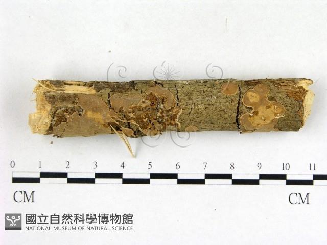 登錄號:F0005121藏品圖，第1張