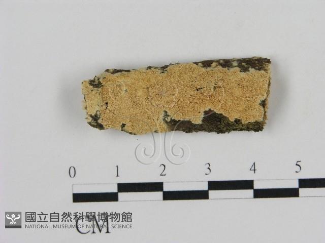 登錄號:F0009121藏品圖，第1張