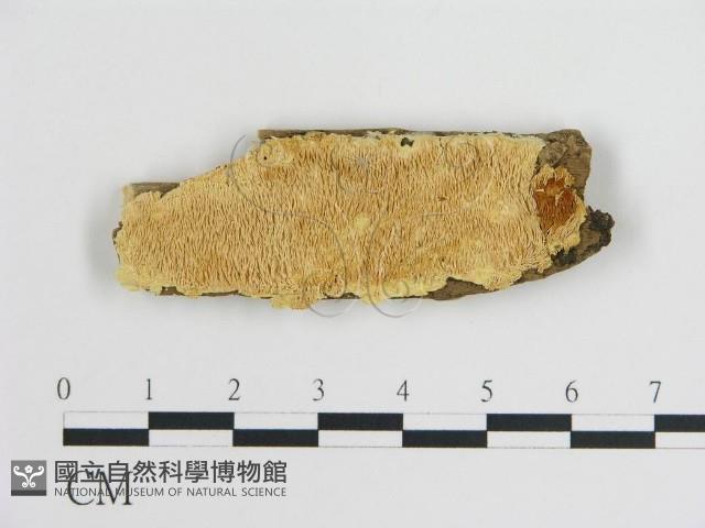 登錄號:F0008021藏品圖，第1張