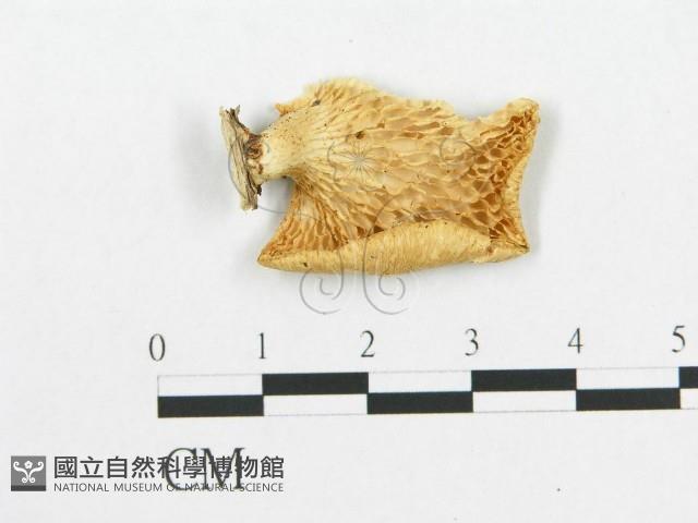 登錄號:F0007021藏品圖，第1張