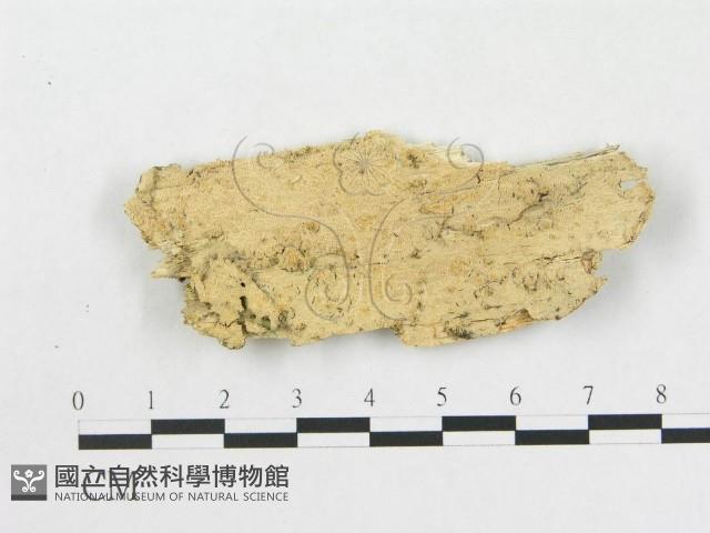 登錄號:F0005021藏品圖，第1張