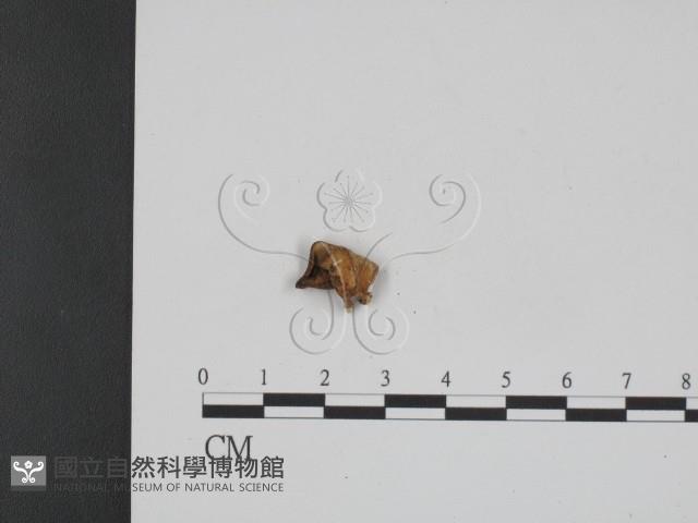 登錄號:F0009021藏品圖，第1張