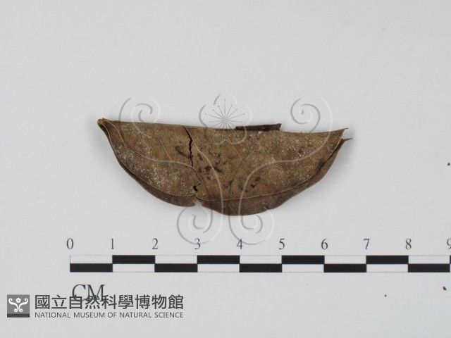 登錄號:F0008321藏品圖，第1張