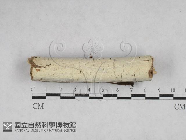 登錄號:F0028201藏品圖，第1張